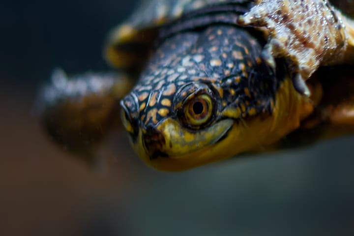 A smile in the dark: Finding the Unexpected through the lens at the Ecomuseum